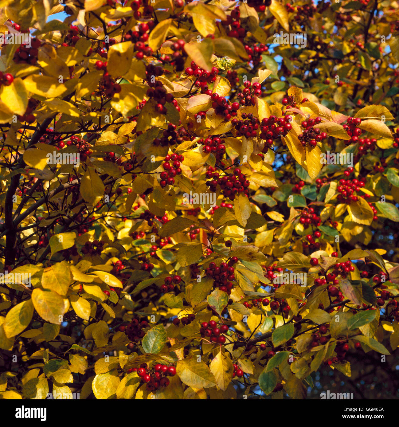 Crataegus persimilis - `Prunifolia' AGM- showing Autumn colour and berries   TRS001168     Photos Ho Stock Photo